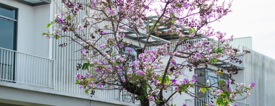 BẰNG LĂNG TÍM NÉP MÌNH BÊN KHUNG CỬA